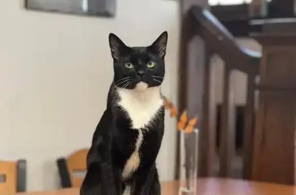Missing cat , photo: Lost Black Cat: Green Eyes, White Paws