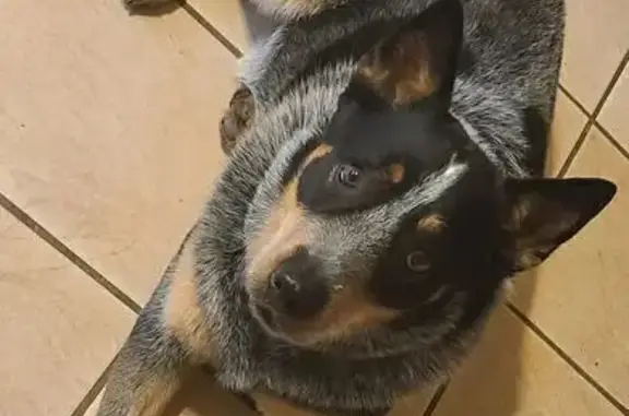 Lost Blue Heeler on West Desert Cove Ave