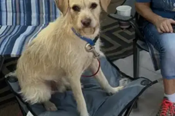 Lost Blond Terrier Mix in Ruskin Plaza