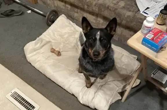 Found Dog: Black & Grey with Brown Dots - photo