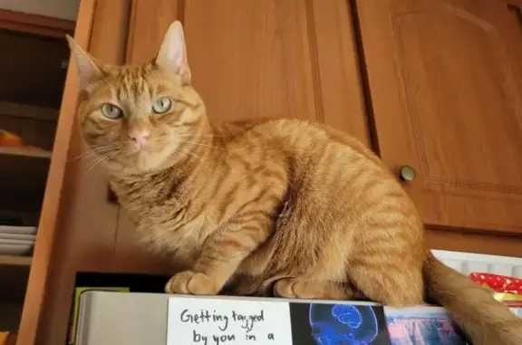 Missing Orange Tabby: Romney Ave, SF