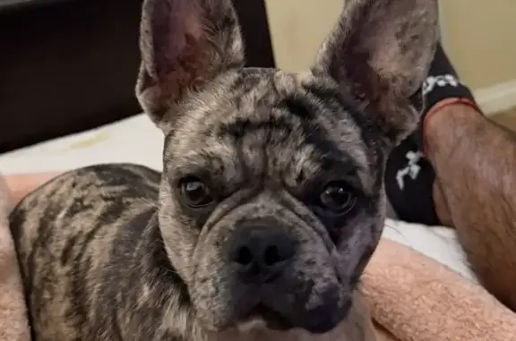 Lost Merle Frenchie-Pug in Rialto