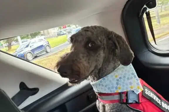 Missing dog Orlando, photo: Help Find Lucas: Missing Dog in Orlando