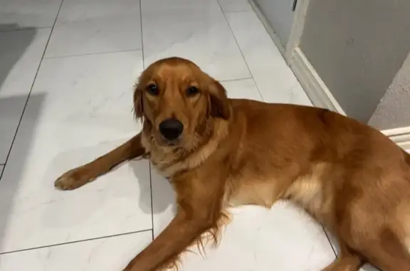 Missing dog Dallas, photo: Lost Golden Retriever: Lulu in Dallas