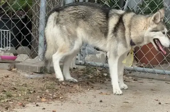 Found dog Edinburg, photo: Young, Friendly Pup Found on E. Univ Dr