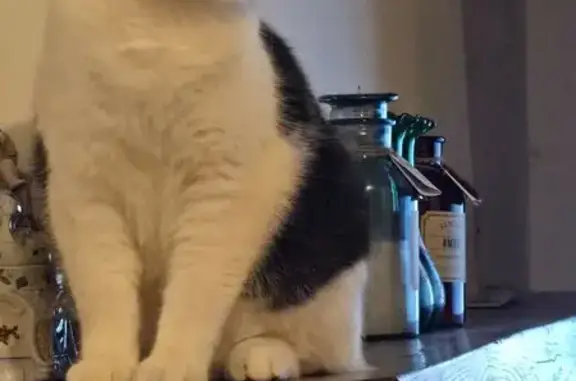 Animaux perdus , photo: Chat perdu à Château-Thierry