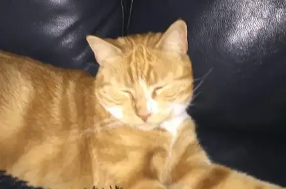 Lost Male Ginger Cat in Mindarie Area