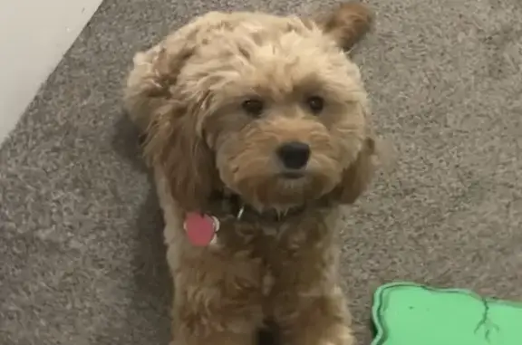 Missing dog , photo: Lost Apricot Dog 'Bailey' in Westbury