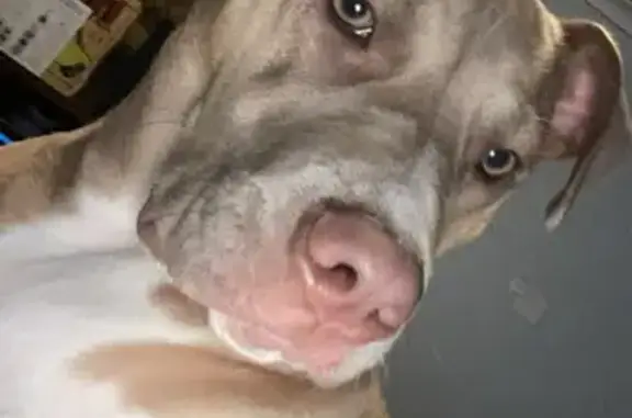 Lost Great Dane Cross: Kingsto...