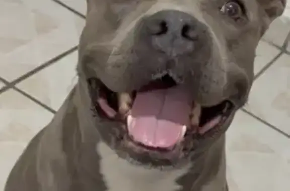 Perra Pitbull Gris Perdida en Guadalupe