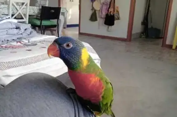 Lost pets , photo: Lost Bird: Friendly Red Rump Found!