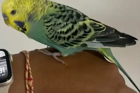 Lost pets Blacktown, photo: Lost Tame Bird: Green/Yellow/Black/Blue