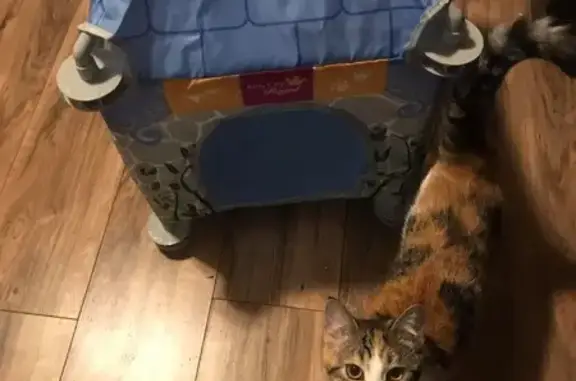 Lost Calico Cat Nova on Clifton Blvd