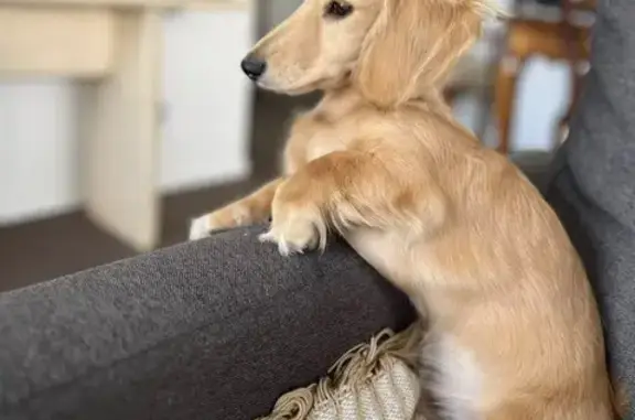 Lost Mini Dachshund on Kirwina...