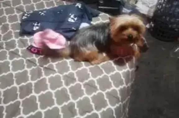 Missing dog Welkom, photo: Lost Dog Alert: Welkom, Free State