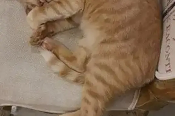 Help Find Jinja: Missing Ginger Tabby