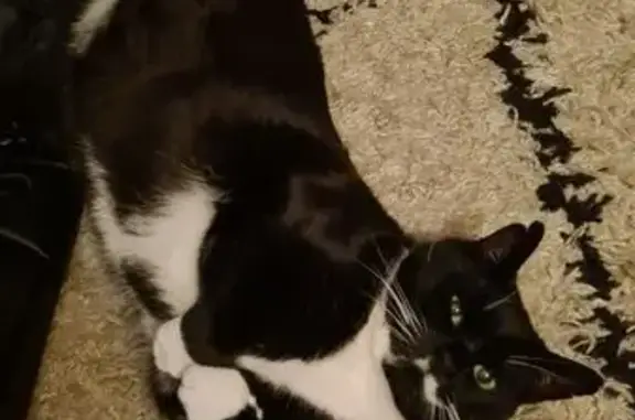 Lost pets , photo: Lost Cat: Large Black & White, Bennett St