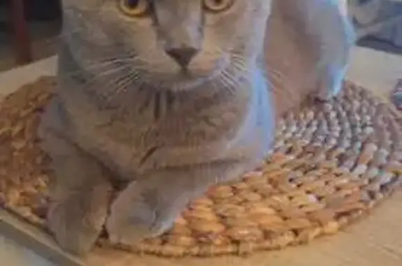 Gatos perdidos, Fuengirola, foto: Gato Gris Perdido en Fuengirola