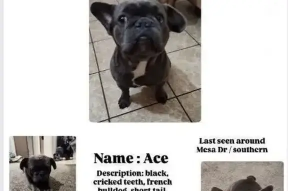 Lost Dog: Black with Crooked Teeth, Mesa