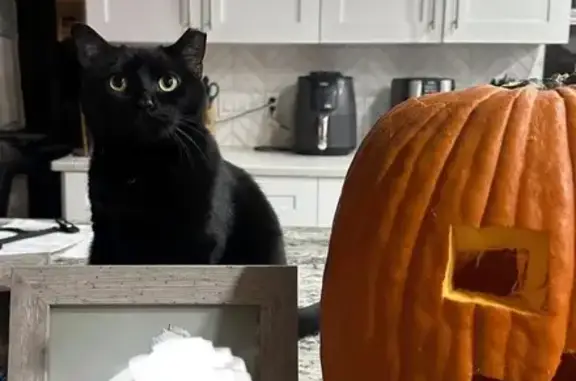 Missing cat Cape Coral, photo: Lost Black Cat: Shy, Clipped Ear, Cape Coral