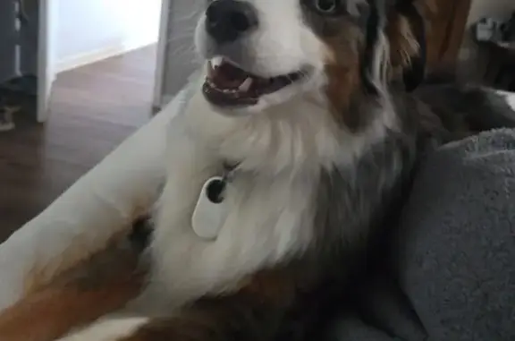 Lost Dog: Black Coat, White Chest - Temple