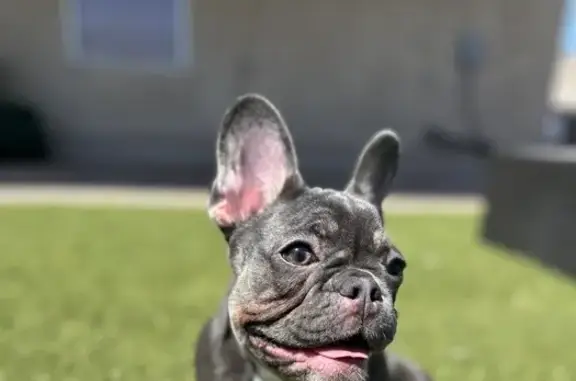 Lost Dog Alert: Nala Missing in Tucson!