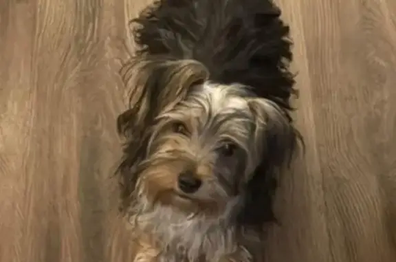 Lost Dog: Help Find Faith, Seizure-Prone