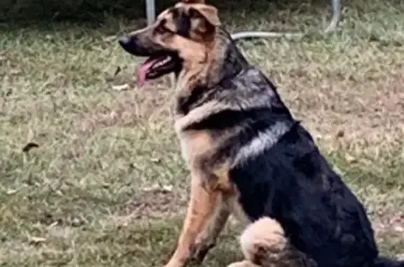 Missing: Saddleback GSDs in Prattville
