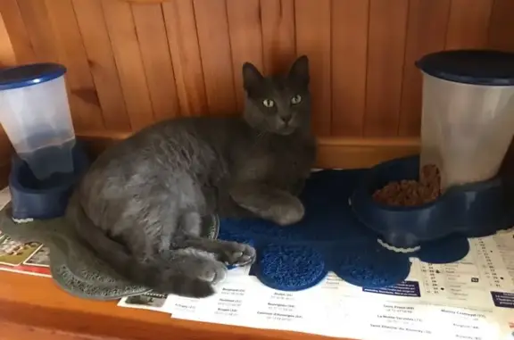 Chat perdu à Montberon après déménagement - photo