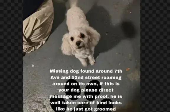 Found pets , photo: Found Dog: Spotted Near 52nd & 7th Ave