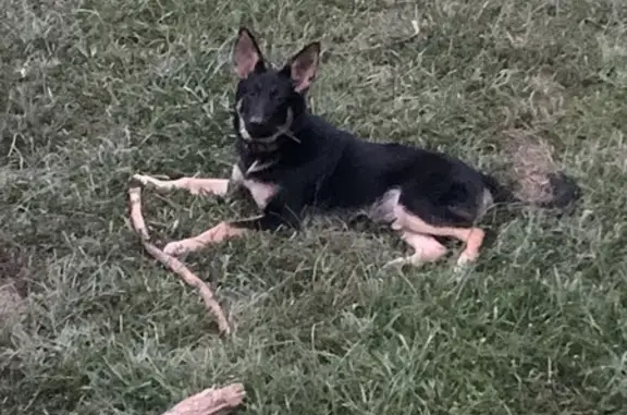 Lost Dogs: Black & Brown, Prattville Area