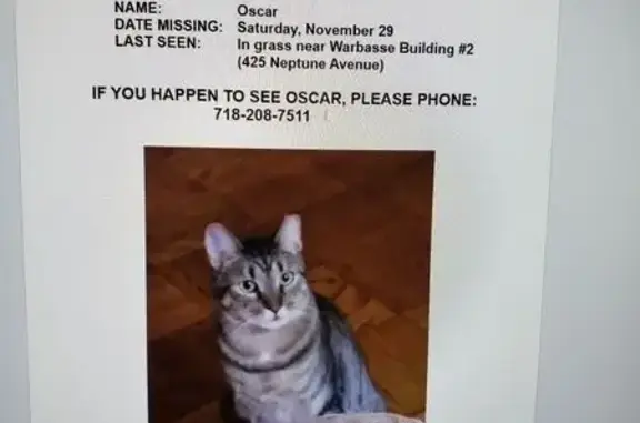 Missing cat , photo: Lost Cat: Oscar, Green Eyes, Brighton