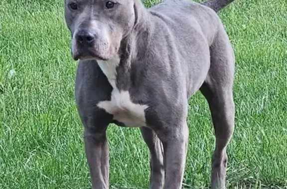 Lost Grey & White Dog on 173rd Place