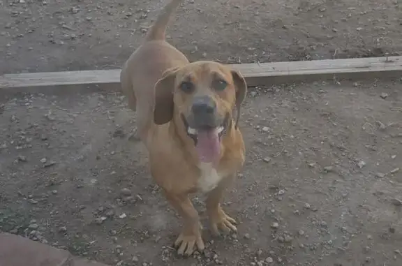 Found dog Glendale, photo: Found Puppy: Sixty-Seventh & Bethany