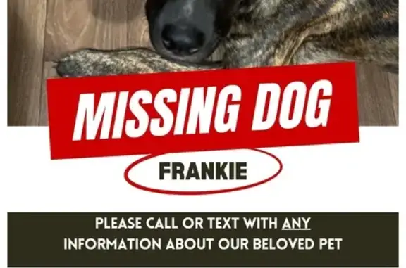 Lost Sweet Dog with Blue Eyes in Georgia