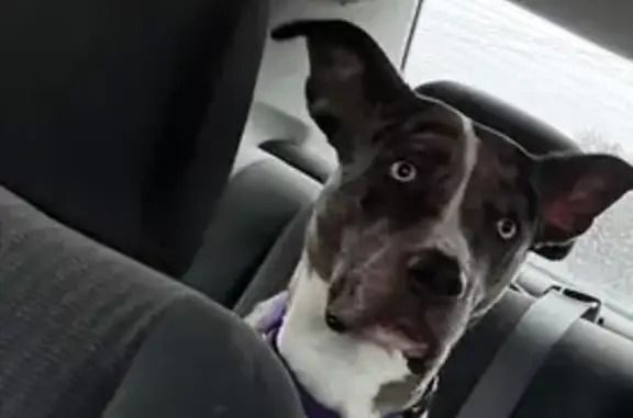 Lost: Sweet Ophelia, Purple Collar