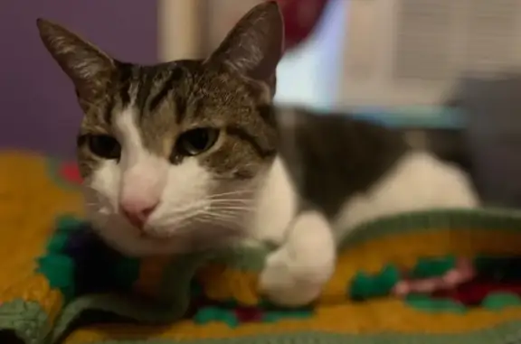 Lost Grey Tabby Cat near US 150, Greenville