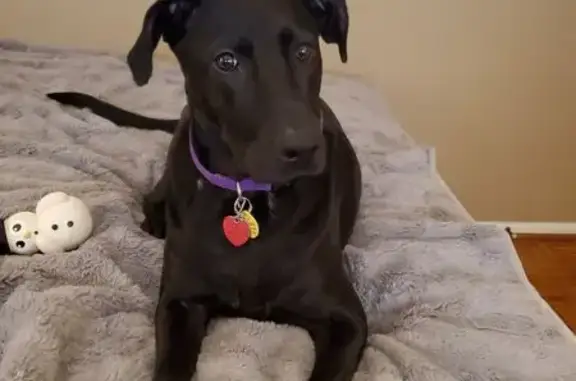 Missing dog San Antonio, photo: Lost Black Lab: Raven on Bandera Rd