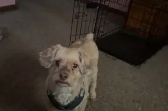 Lost Dog: Friendly 11-Year-Old Spike