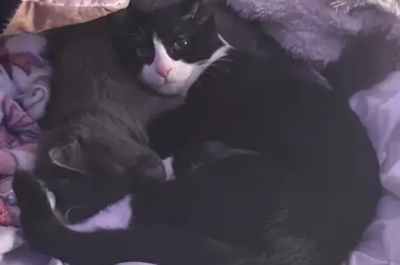 Missing cat , photo: Lost Tuxedo Cat in Tuscaloosa, AL