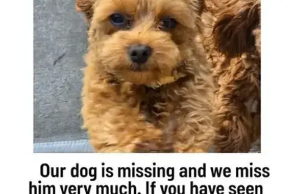 Lost: Tiny Brown Toy Poodle in Provo