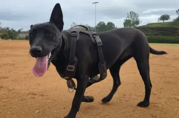 Friendly Mini Doberman Mix Lost in Escondido