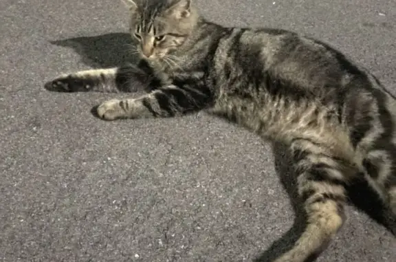 Lost Tabby Cat: Copper on Wild Flower Trail