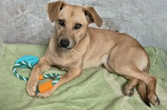 Зникла собака Руда: допоможіть знайти!