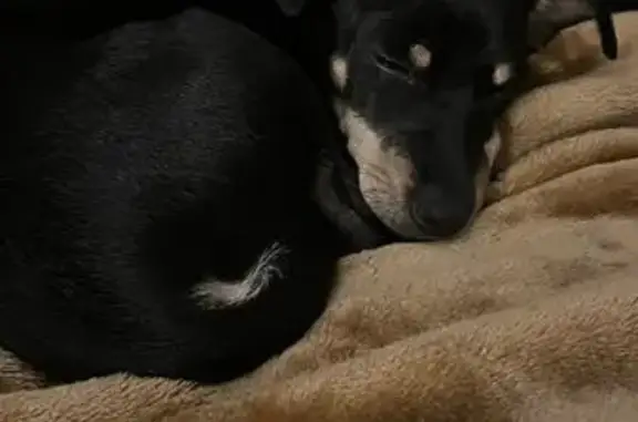 Perro Perdido: Monte Veleta, Chihuahua