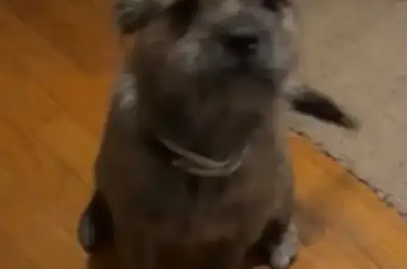 Lost Brindle Dog with Butterfly Collar