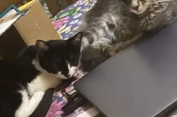 Missing cat Gresham, photo: Lost Cat: Grey & White, Sweet & Skinny