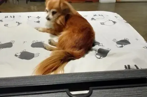 Animales perdidos Tlalnepantla, foto: Perro Chihuahua Perdido en Tlalnepantla