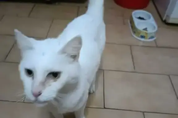 Gato Mayor Perdido en Calle la...