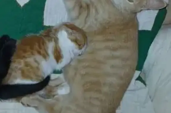 Missing cat Rock Creek, photo: Lost Orange Tabby: 8-Month Male, Rock Creek